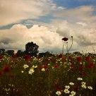 The Poppy Field